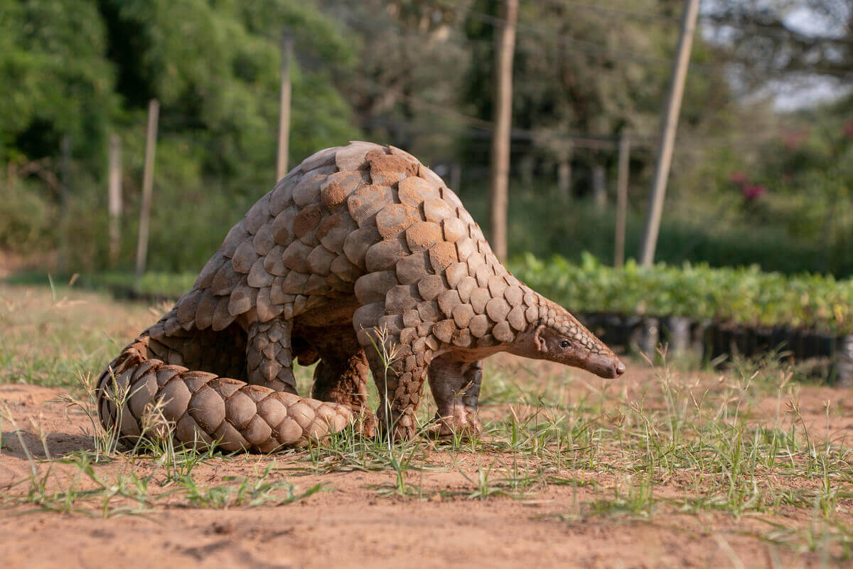 7 animais com carapaça - Meus Animais