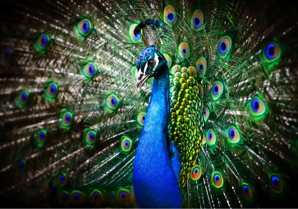 Por que o pavão abre sua cauda em leque?
