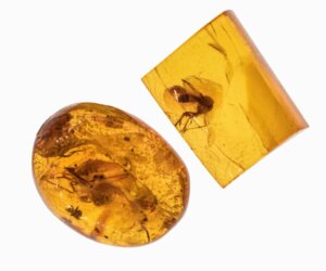 A formiga do inferno: um inseto extinto