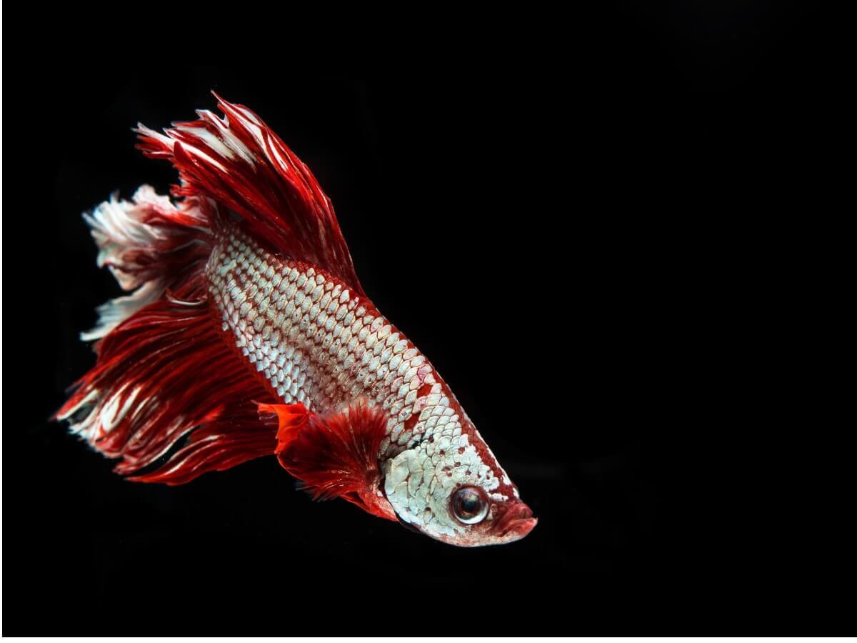 Aparência grosseira do peixe-betta dragon.