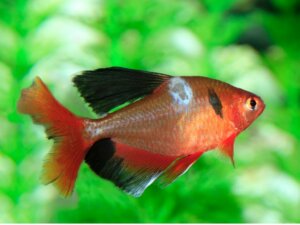 Fungos em peixes: tipos, sintomas e tratamentos