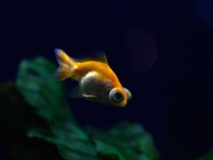 Exoftalmia em peixes: tudo que você precisa saber