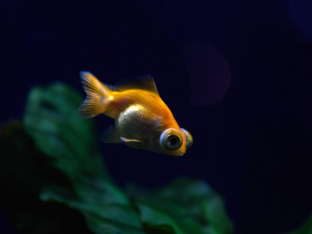 Exoftalmia em peixes: tudo que você precisa saber