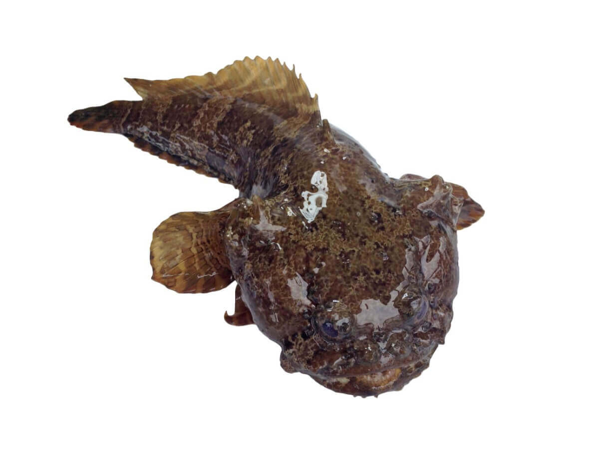 Charroco Fish Peixe-sapo: habitat e características - Meus Animais