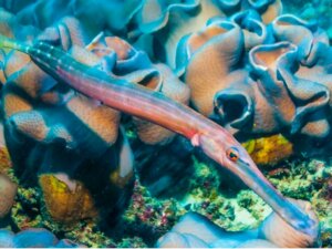 Peixe-trombeta: habitat e características
