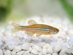 Cuidados com o peixe-zebra