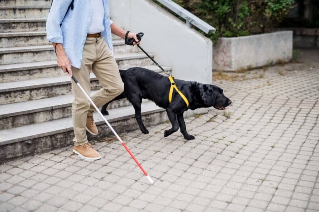 Treinamento do cão-guia: como fazer?