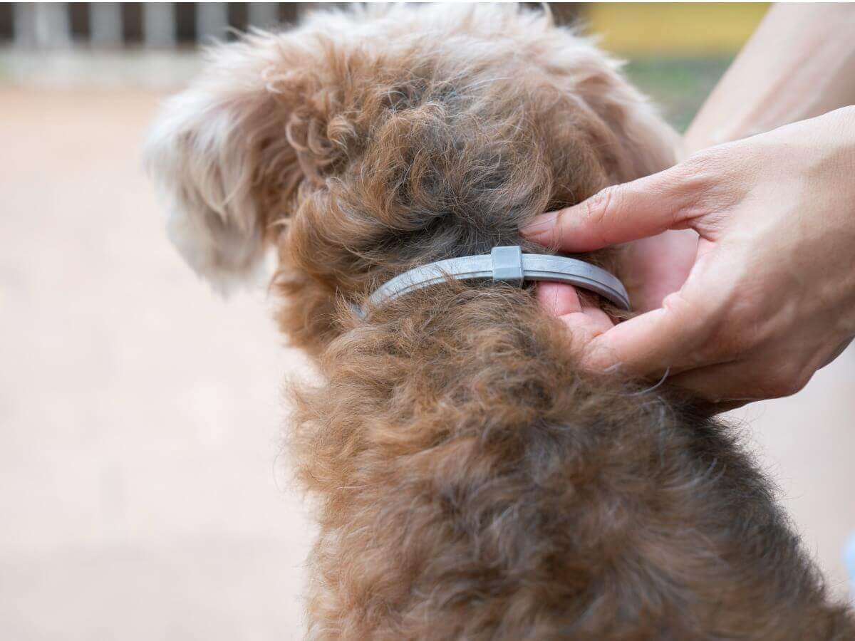 Um tipo dentre as coleiras antiparasitárias para cães.
