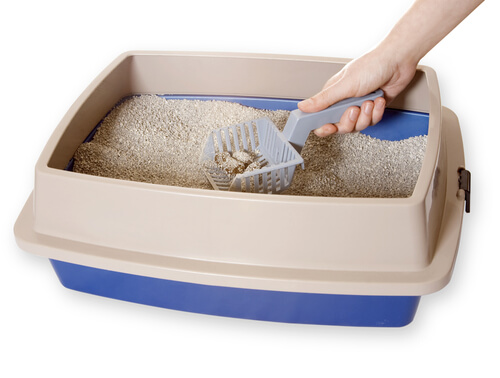 Limpando a caixa de areia do seu gato