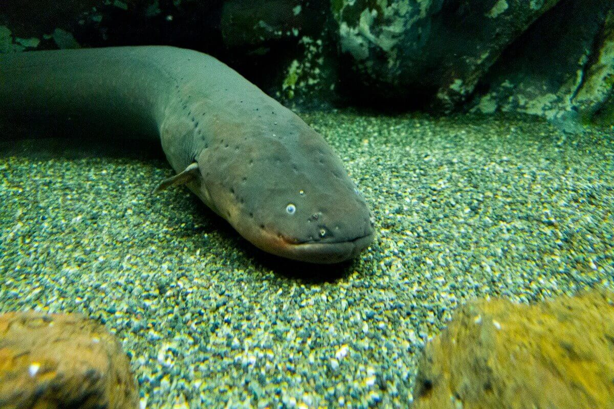 Um dos peixes mais perigosos do mundo.