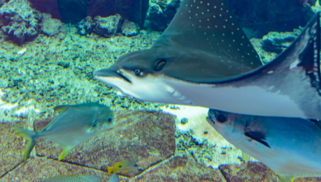 peixes-cartilaginosos-habitat-tipos-e-caracter-sticas-meus-animais