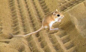 Rato-canguru: habitat e características