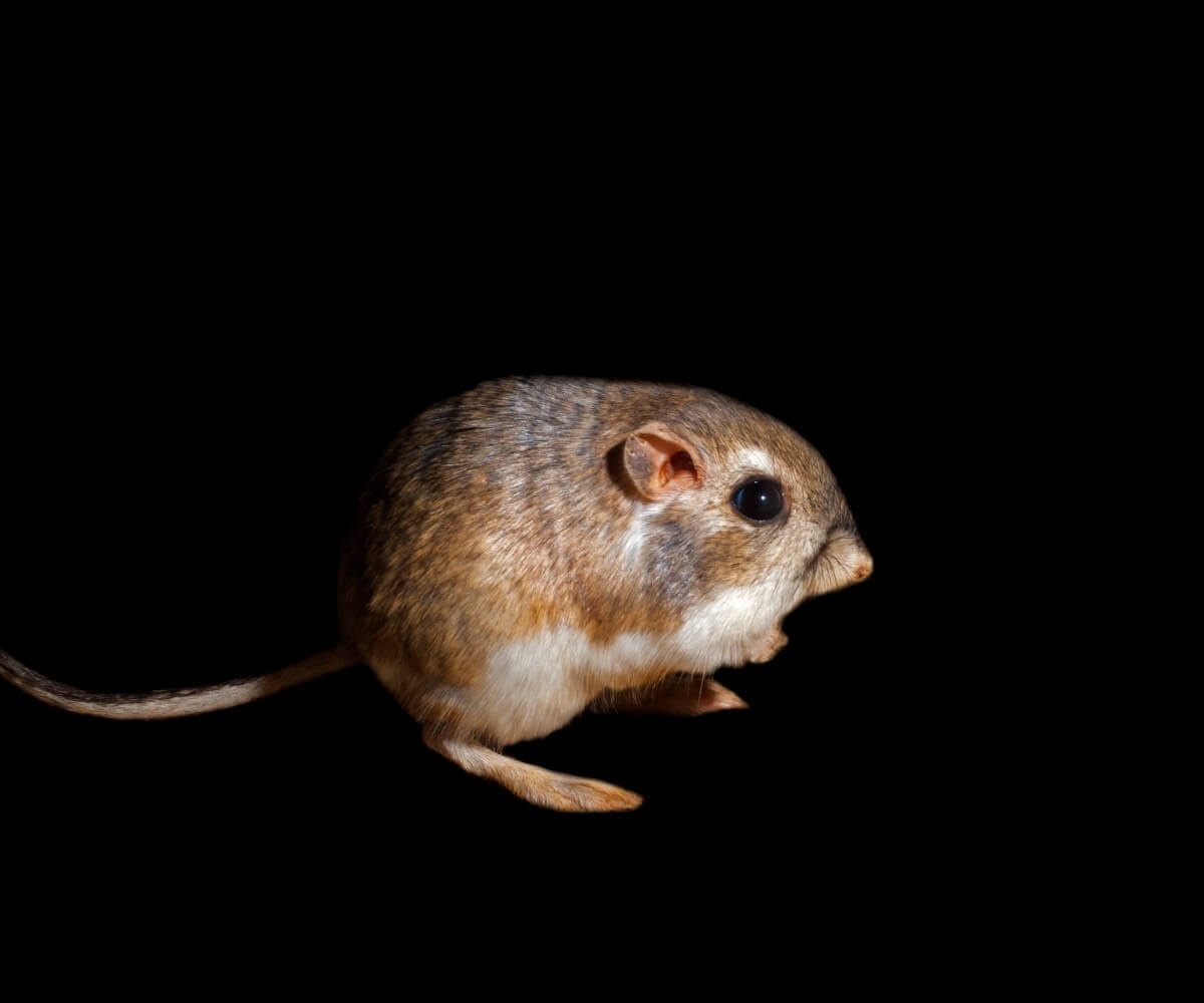 Um rato-canguru do gênero Dipodomys.