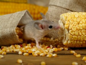 4 consequências da praga de camundongos na Austrália