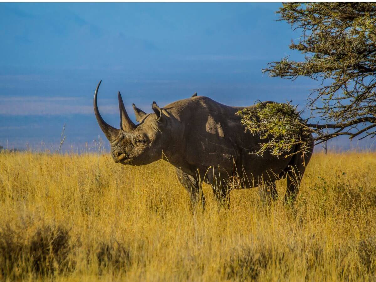 O rinoceronte-negro: um dos mamíferos ameaçados de extinção