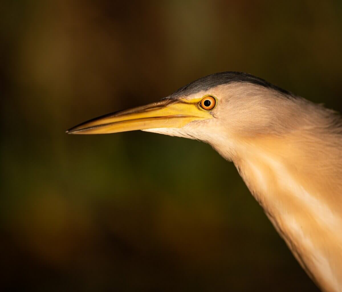 O rosto de uma garça-pequena.