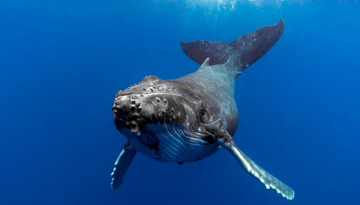 Whalie 52, uma baleia solitária.
