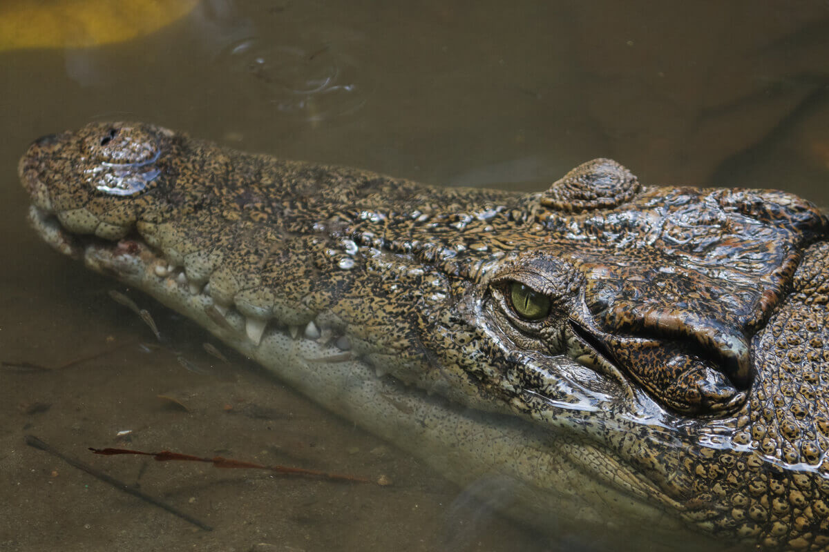O rosto de um crocodilo.