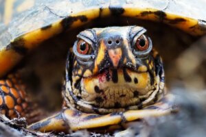 7 animais com carapaça