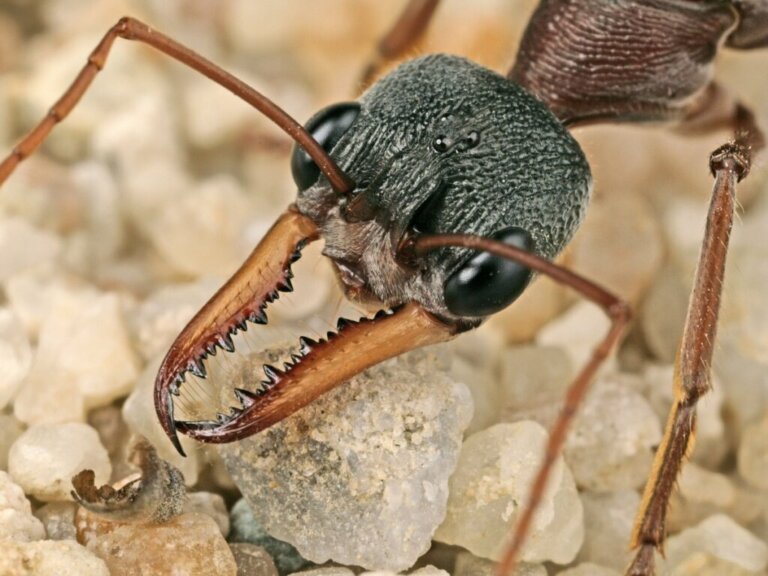 Qual é a importância das formigas nos ecossistemas?