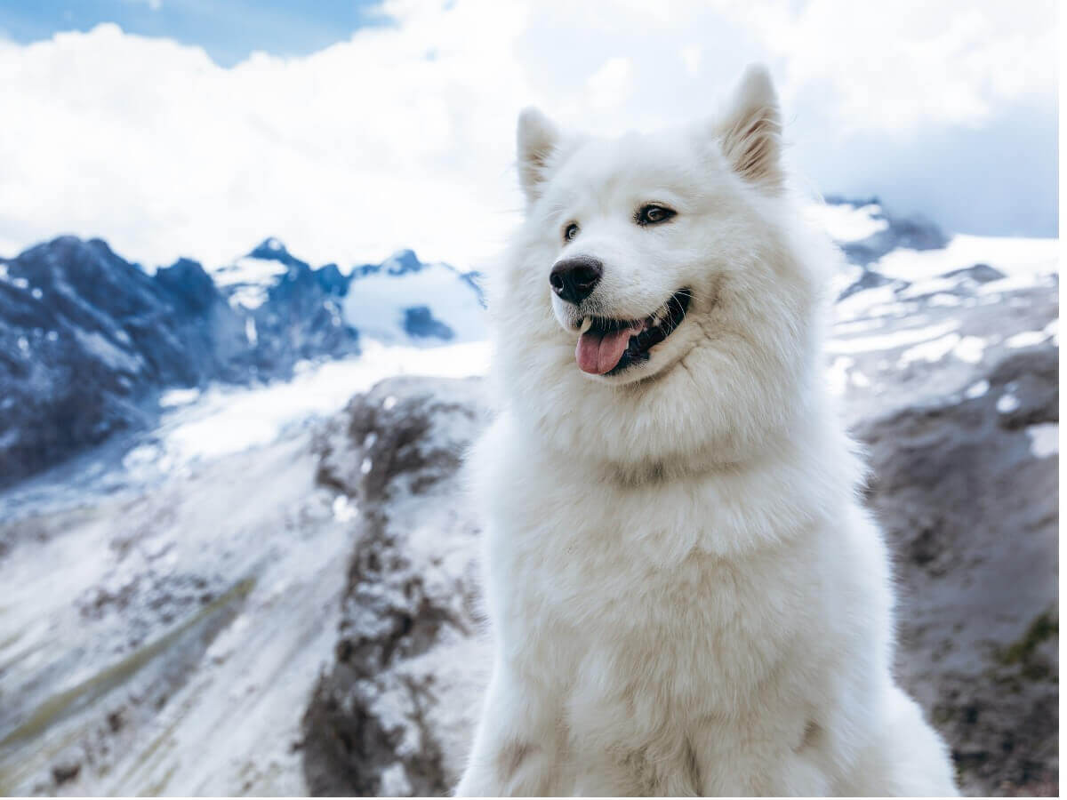 Samoieda: confundido com um dos tipos de huskies