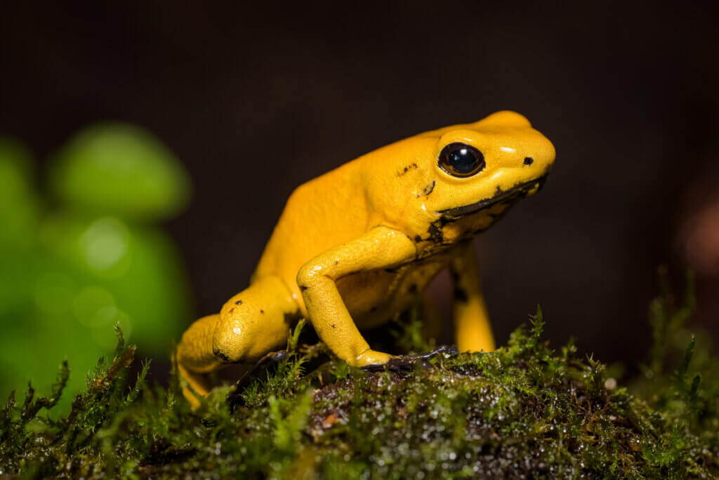 Anfíbios mais ameaçados de extinção