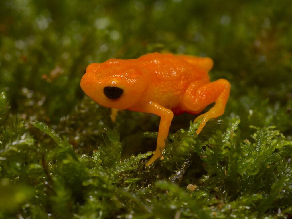 Sapo-pingo-de-ouro: habitat e características