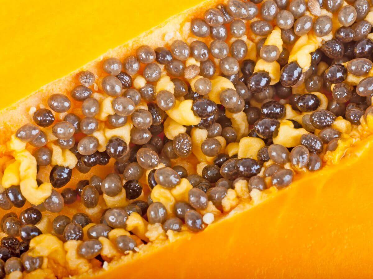 Você sabe se mamão é bom para os cães?