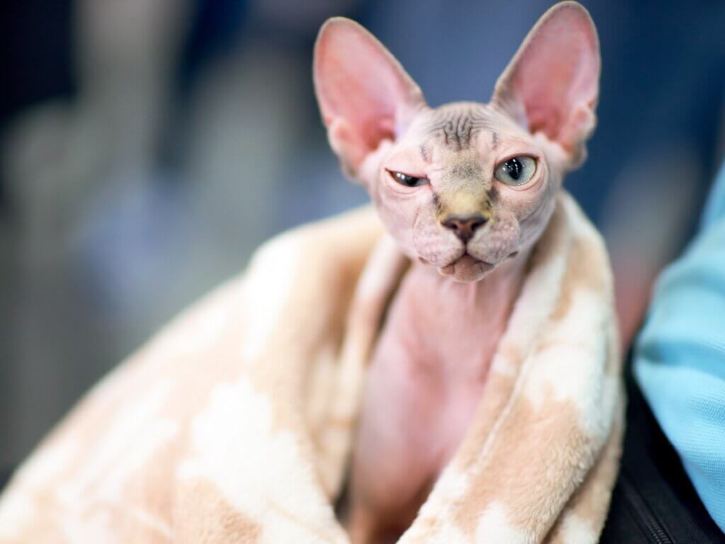 Como dar banho em um gato sphynx ou sem pelo?