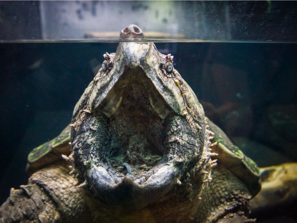 Tartaruga-aligátor: habitat e características