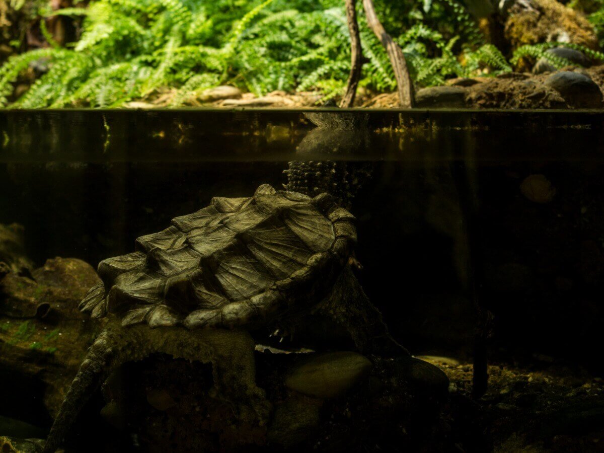 Uma tartaruga-aligátor em um aquário.