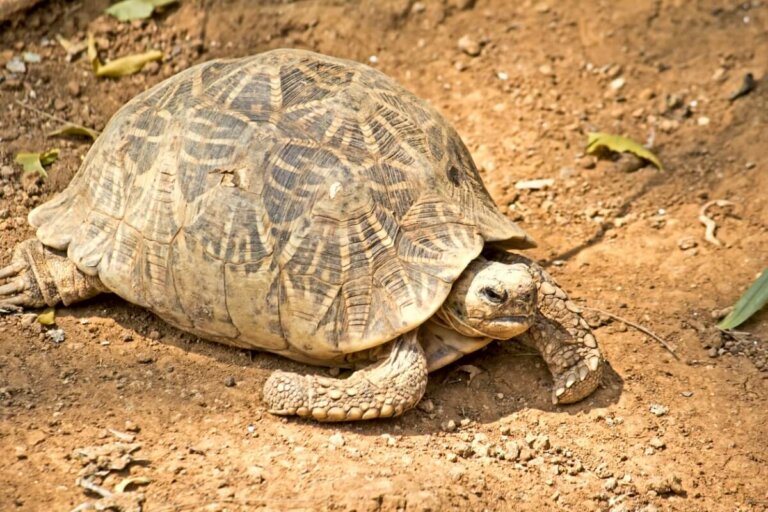 7 animais com carapaça - Meus Animais