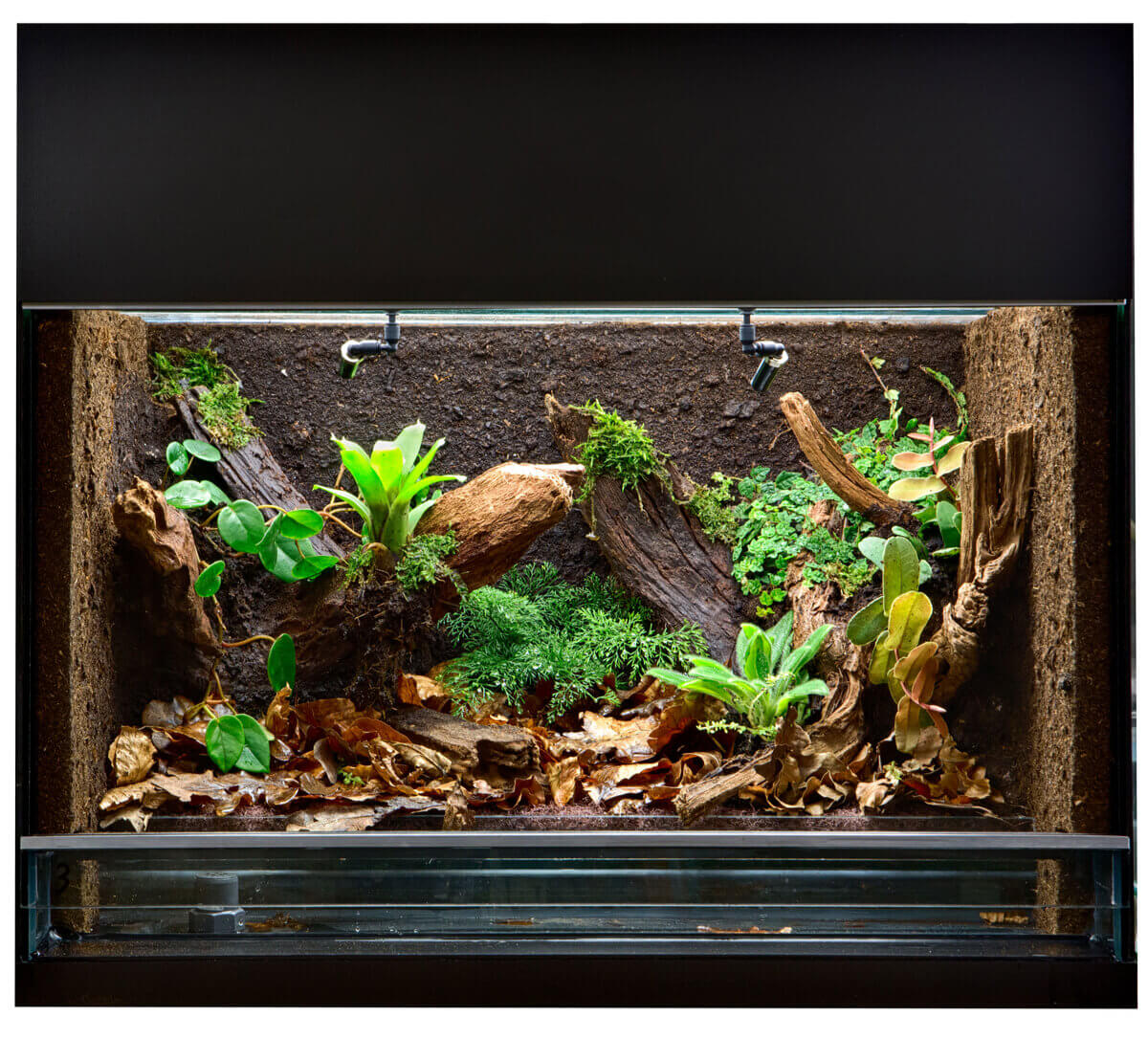 Terrário para aracnídeos.