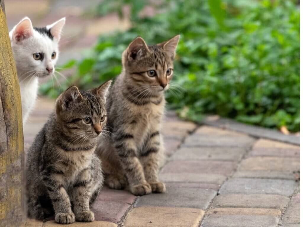 Por que meu gato não interage com outros gatos?
