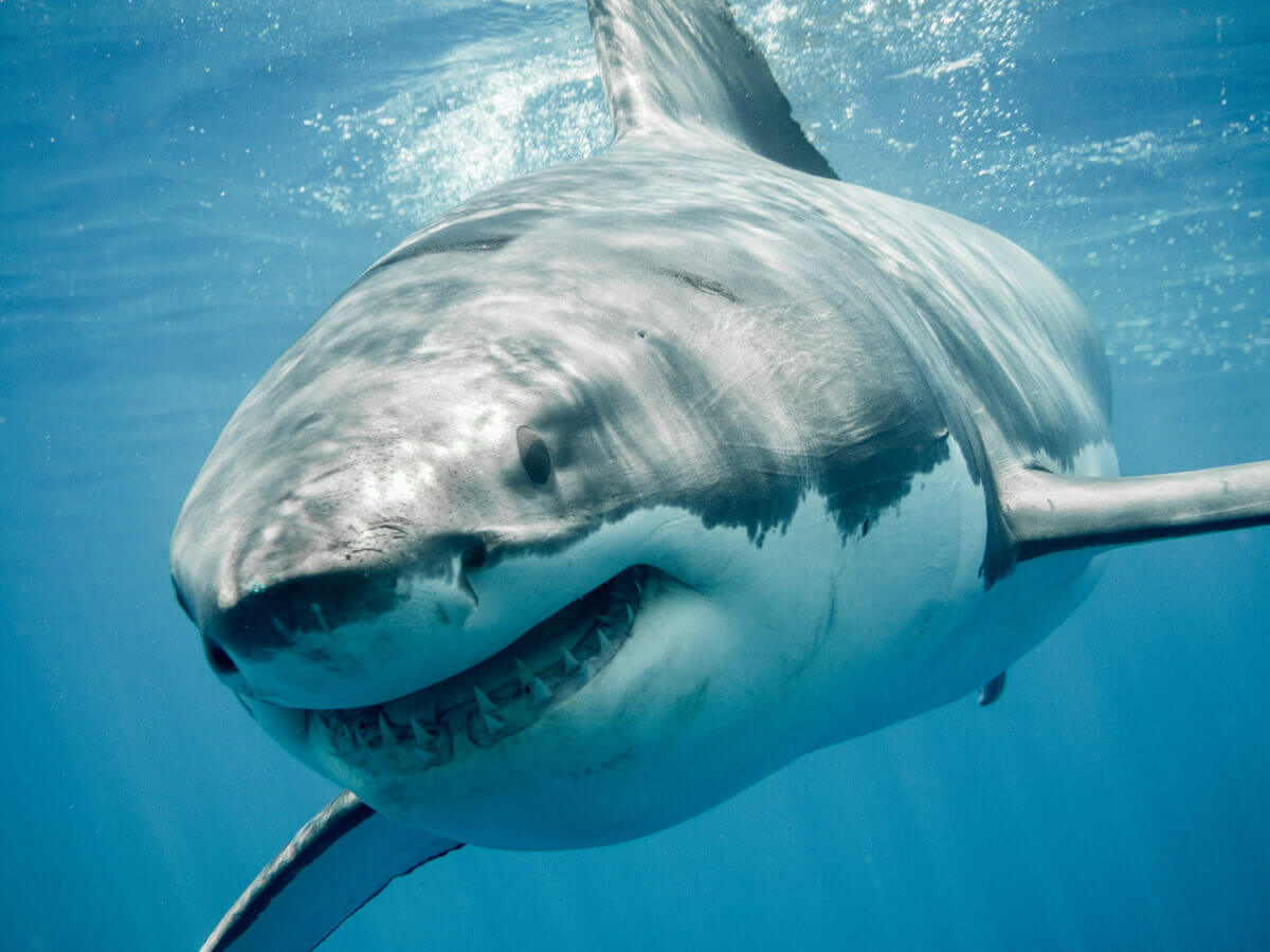 O tubarão-branco é um dos animais que estão em perigo de extinção na Europa.