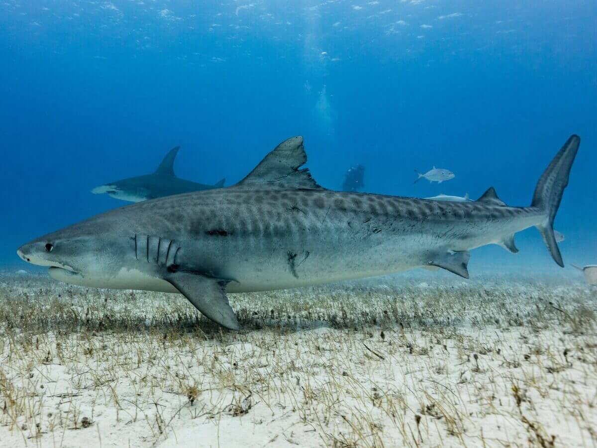 Um tubarão-tigre.