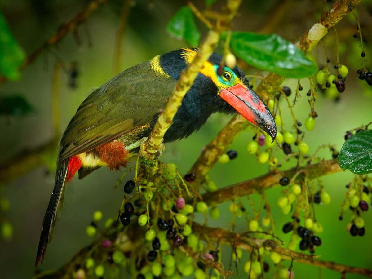 Uma das espécies de tucanos.