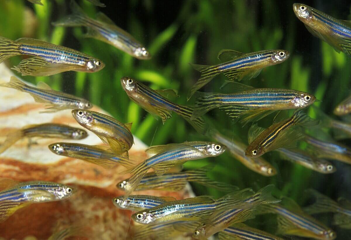 Um grupo de peixes-zebra em um aquário.