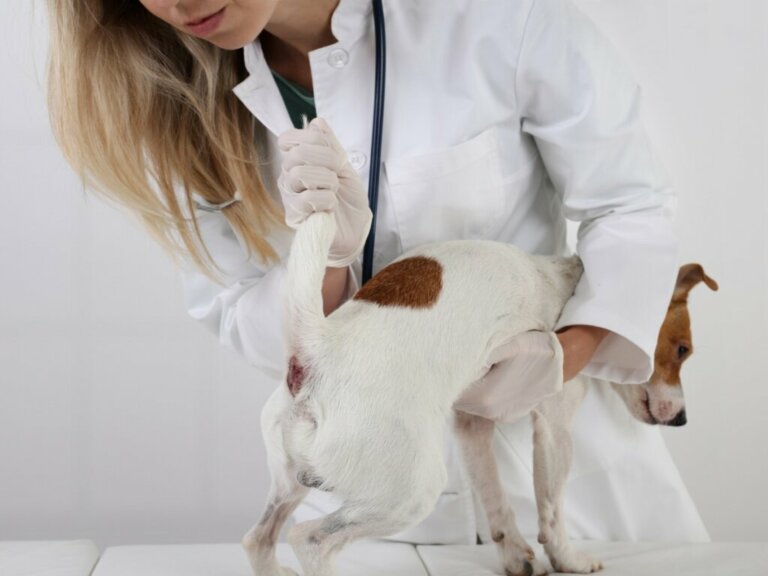 Tumor perianal em cães: sintomas e tratamento