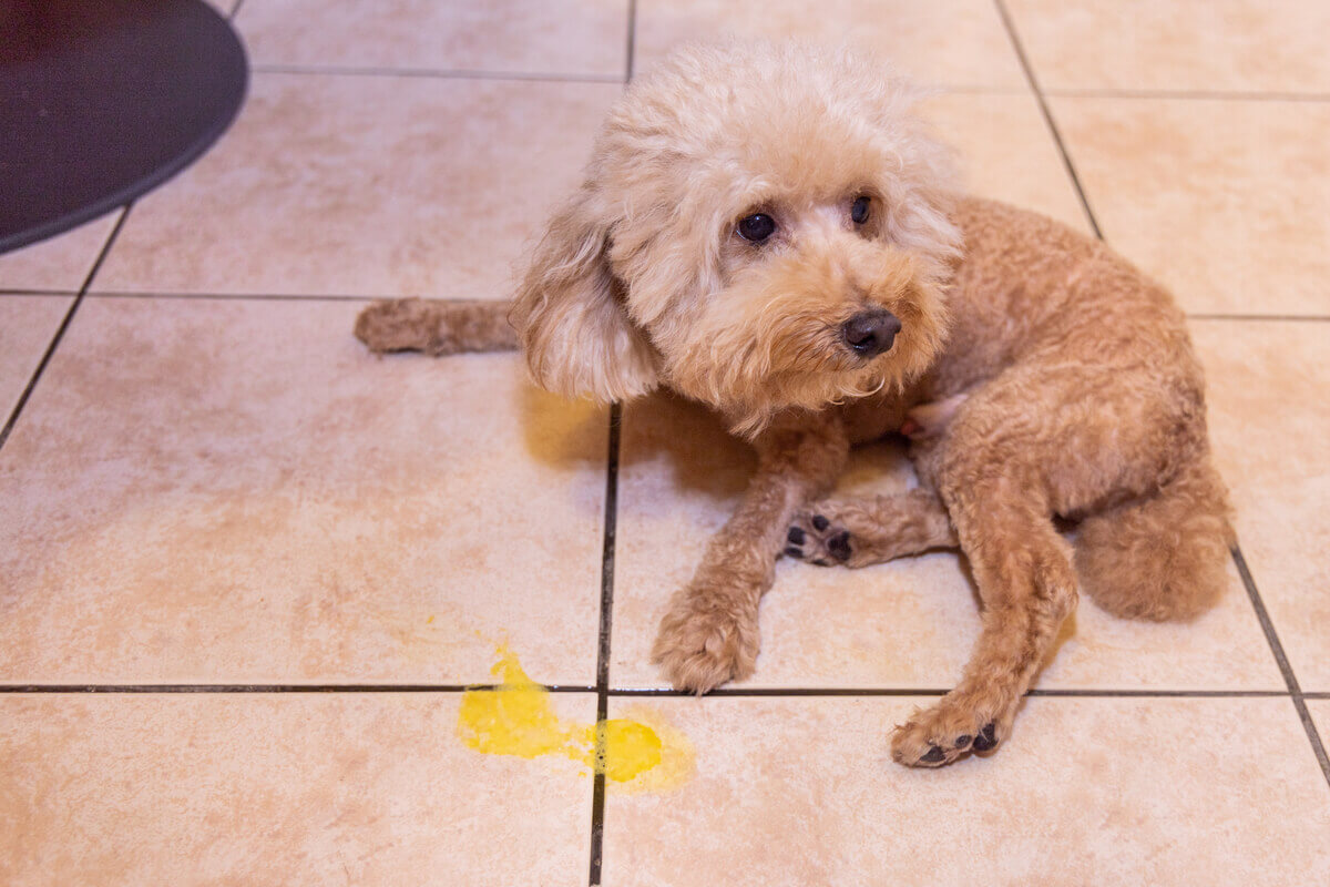 Vômito amarelado de um cachorro.
