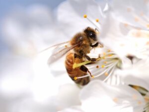 Ciclo de vida das abelhas