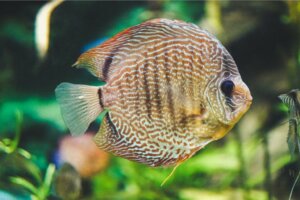 Cuidados com o acará-disco