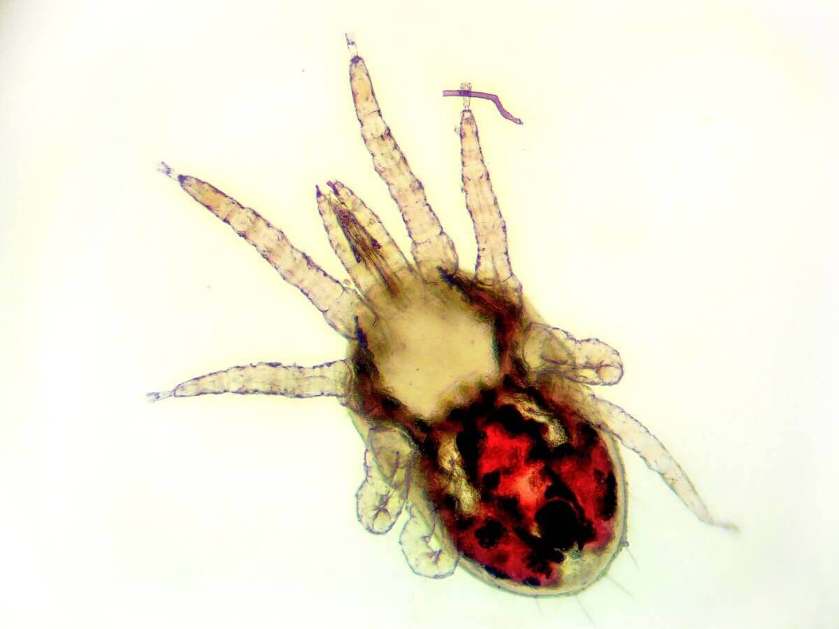 Um espécime de ácaro-da-galinha sob o microscópio.