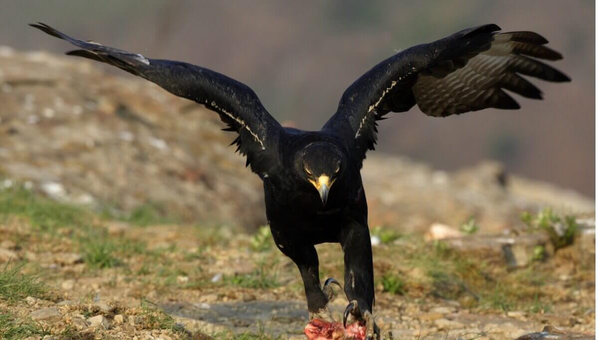 Uma águia-negra-africana pousando no solo.