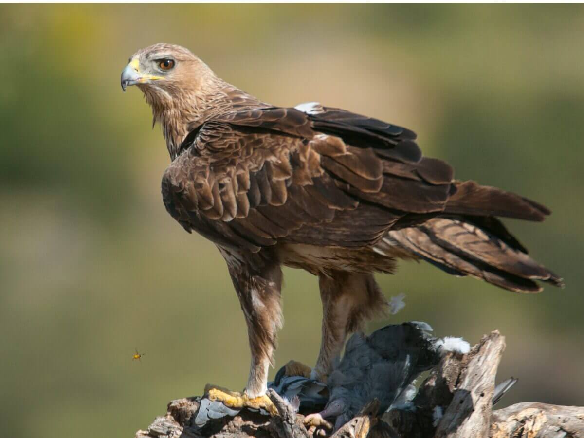 Uma águia-perdigueira parada.