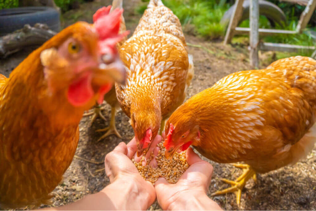 Como cuidar de galinhas? - Meus Animais