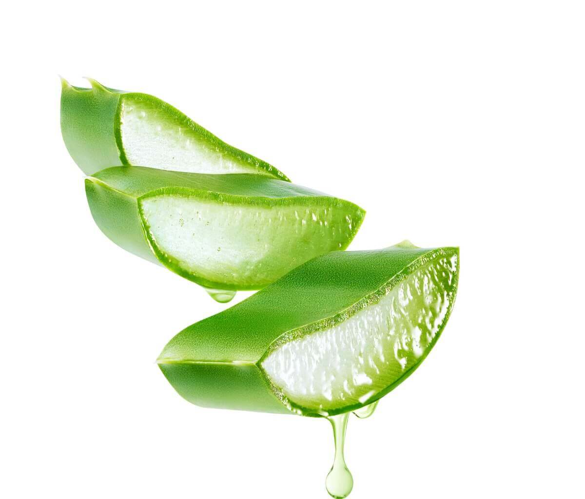 Pedaço de aloe vera cortado.