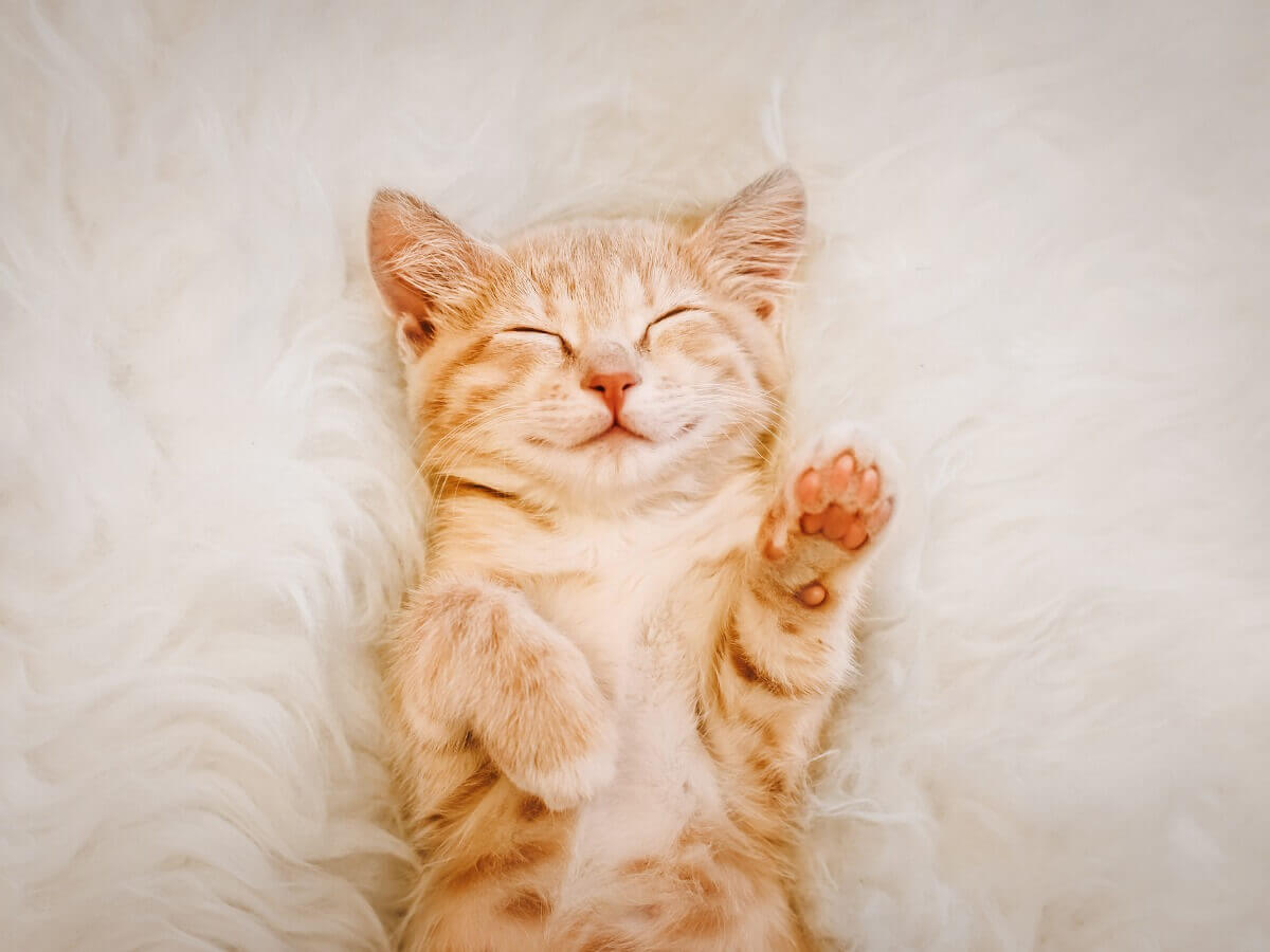 Você já se perguntou como são as posições do gato durante o sono?
