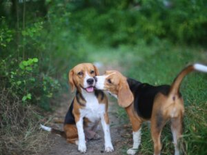 7 doenças sexualmente transmissíveis em animais de estimação
