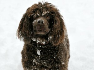 Boykin spaniel: tudo sobre essa raça
